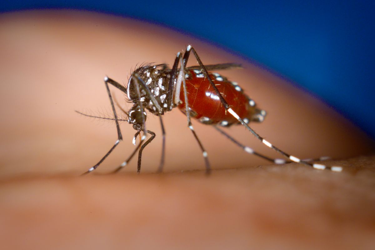 Como saber se estou com dengue? Veja os sintomas mais comuns